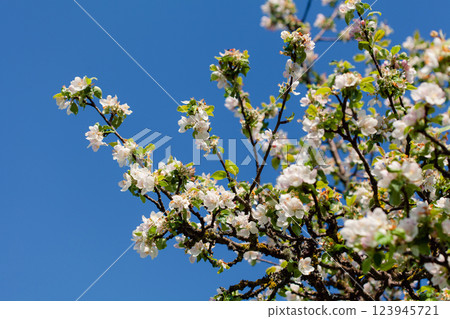 White apple blossoms bloom on a branch, spring awakening. 123945721