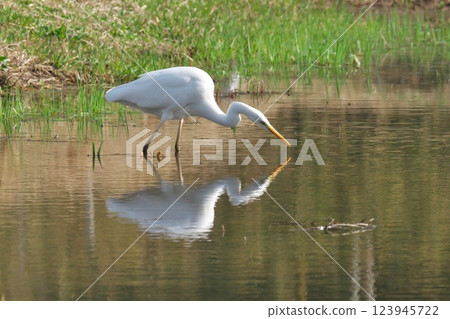 White heron hunting for prey (Izumo City) 123945722