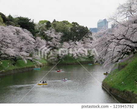 Cherry blossoms, moats and boats Cherry blossoms, moats and boats 123945792