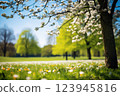 Blooming white flowers in a sunlit spring park 123945816