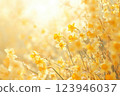 A dreamy close-up of bright yellow daffodils illuminated by soft golden light, creating a warm and uplifting springtime atmosphere full of beauty and renewal 123946037