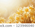 A radiant cluster of daffodils illuminated by warm golden sunlight, exuding a vibrant glow and filling the scene with the essence of a sunny spring morning 123946040