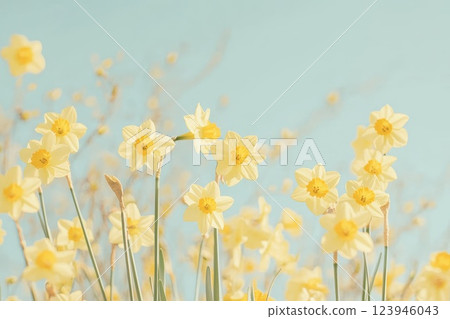 Bright yellow daffodils in full bloom, standing tall under soft daylight with a blurred sky background, evoking the warmth and joy of springtime Bright yellow daffodils in full bloom, standing tall under soft daylight with a blurred sky background, evoking the warmth and joy of springtime 123946043