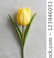 Elegant yellow tulip with curved stem on neutral background for floral decor 123946051