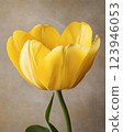 Vibrant yellow tulip with curved stem for spring design and floral decoration 123946053