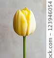 Elegant yellow tulip with gently curved stem on neutral background for floral design 123946054