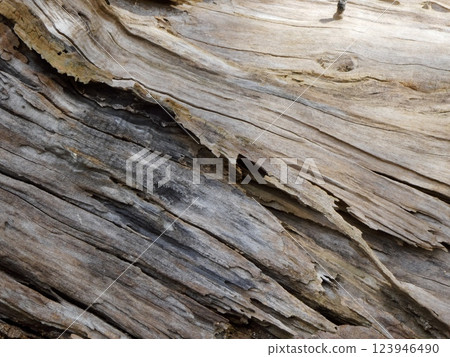 Decaying tree (Matsue City) 123946490