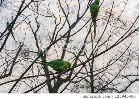 A group of green parakeets sits on bare branches against a cloudy sky, showcasing their adaptability in a London park's winter setting. 123946496