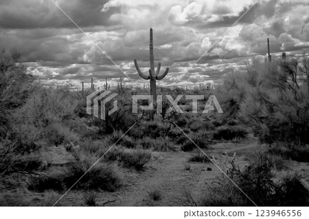 Sonora Desert Arizona in Infrared Sonora Desert Arizona in Infrared 123946556