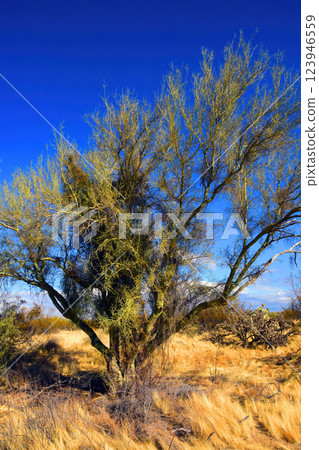 Palo Verde Tree, Sonora Desert, Mid Summer Palo Verde Tree, Sonora Desert, Mid Summer 123946559