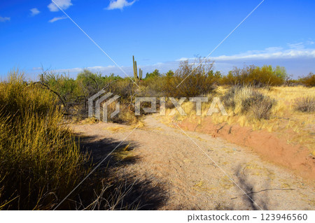 Arizona Desert Arroyo 123946560