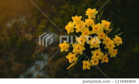 Cluster of bright yellow daffodils 123946904