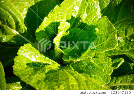 Chinese cabbage, Chinese cabbage, cultivation 123947120