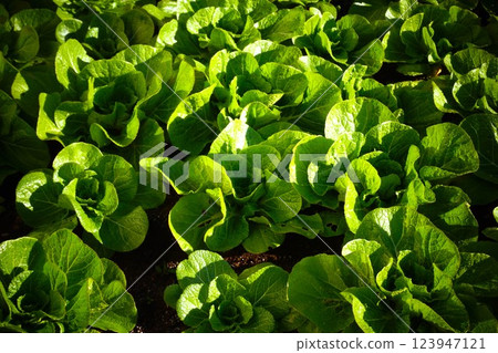 Chinese cabbage, Chinese cabbage, cultivation Chinese cabbage, Chinese cabbage, cultivation 123947121