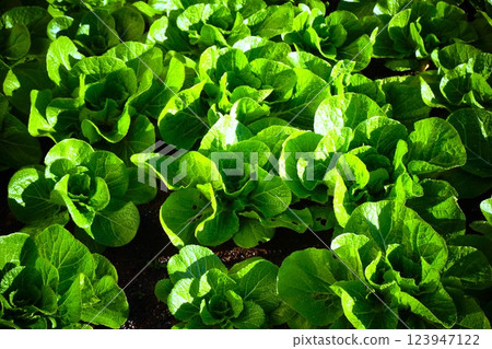 Chinese cabbage, Chinese cabbage, cultivation Chinese cabbage, Chinese cabbage, cultivation 123947122