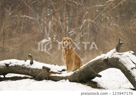 golden retriever stands with its paws on a fallen tree in a winter forest 123947170