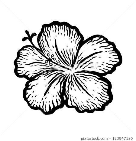 Tropical hibiscus single flower side view. Ink black hand drawn vector illustration on white background. Tropical hibiscus single flower side view. Ink black hand drawn vector illustration on white background. 123947180