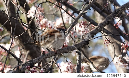 棲息在洋李的小的鳥 123947340
