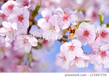 Sakura blooms Sakura blooms 123947739