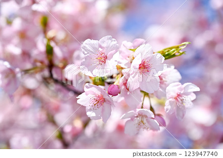 Sakura blooms Sakura blooms 123947740