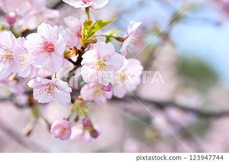 Sakura blooms Sakura blooms 123947744