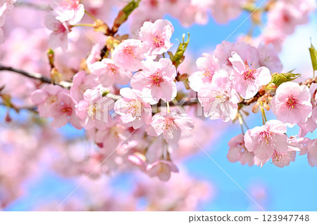 櫻花盛開 櫻花盛開 123947748