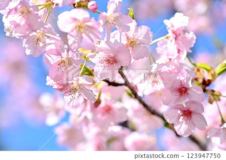 Sakura blooms 123947750