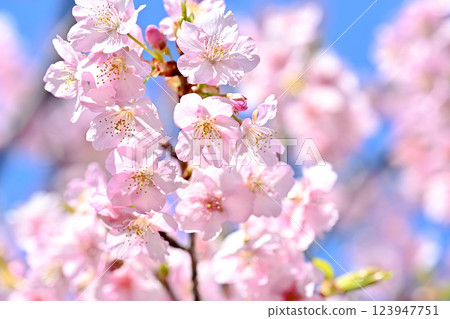 Sakura blooms 123947751