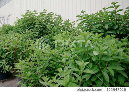 Variety of plants and flowers at flower market, selective focus on flowers. Garden center for the sale of plants. Variety of plants and flowers at flower market, selective focus on flowers. Garden center for the sale of plants. 123947916