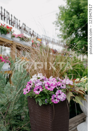 Variety of plants and flowers at flower market, selective focus on flowers. Garden center for the sale of plants. 123947917