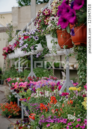 Variety of plants and flowers at flower market, selective focus on flowers. Garden center for the sale of plants. 123947918