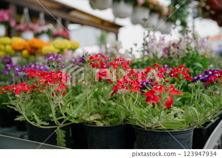 Variety of plants and flowers at flower market, selective focus on flowers. Garden center for the sale of plants. Variety of plants and flowers at flower market, selective focus on flowers. Garden center for the sale of plants. 123947934
