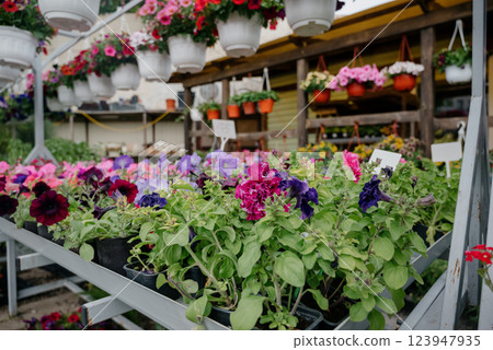 Variety of plants and flowers at flower market, selective focus on flowers. Garden center for the sale of plants. Variety of plants and flowers at flower market, selective focus on flowers. Garden center for the sale of plants. 123947935