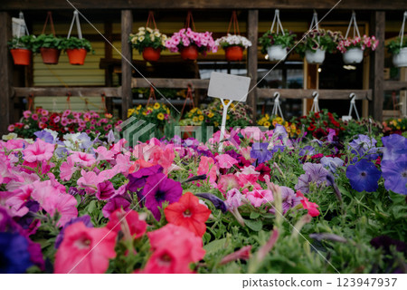 Variety of plants and flowers at flower market, selective focus on flowers. Garden center for the sale of plants. Variety of plants and flowers at flower market, selective focus on flowers. Garden center for the sale of plants. 123947937