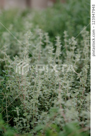 Variety of plants and flowers at flower market, selective focus on flowers. Garden center for the sale of plants. 123947948
