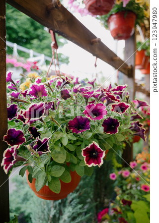 Colourful petunia flowers in vibrant pink and purple colors in decorative flower pot close up 123947980