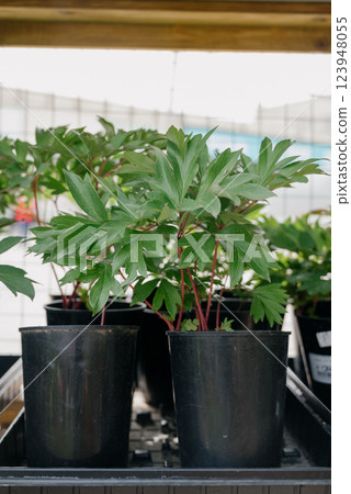 Variety of plants and flowers at flower market, selective focus on flowers. Garden center for the sale of plants. Variety of plants and flowers at flower market, selective focus on flowers. Garden center for the sale of plants. 123948055