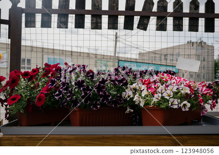Variety of plants and flowers at flower market, selective focus on flowers. Garden center for the sale of plants. Variety of plants and flowers at flower market, selective focus on flowers. Garden center for the sale of plants. 123948056