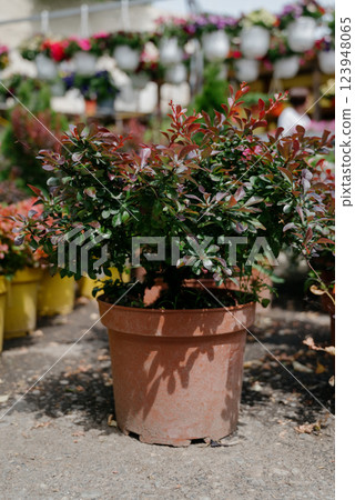 Variety of plants and flowers at flower market, selective focus on flowers. Garden center for the sale of plants. 123948065