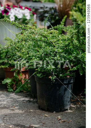Variety of plants and flowers at flower market, selective focus on flowers. Garden center for the sale of plants. Variety of plants and flowers at flower market, selective focus on flowers. Garden center for the sale of plants. 123948066