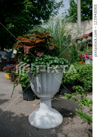 Variety of plants and flowers at flower market, selective focus on flowers. Garden center for the sale of plants. Variety of plants and flowers at flower market, selective focus on flowers. Garden center for the sale of plants. 123948068