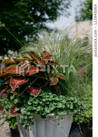 Variety of plants and flowers at flower market, selective focus on flowers. Garden center for the sale of plants. Variety of plants and flowers at flower market, selective focus on flowers. Garden center for the sale of plants. 123948069