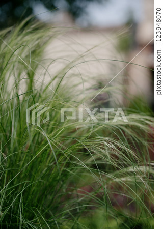 Variety of plants and flowers at flower market, selective focus on flowers. Garden center for the sale of plants. Variety of plants and flowers at flower market, selective focus on flowers. Garden center for the sale of plants. 123948070