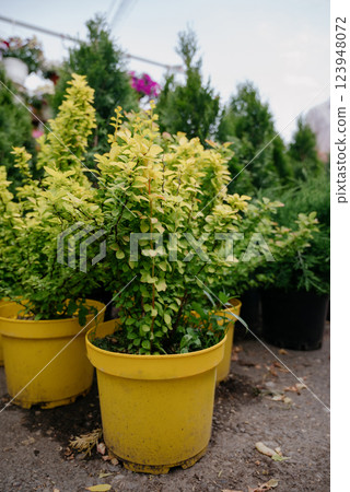 Variety of plants and flowers at flower market, selective focus on flowers. Garden center for the sale of plants. 123948072