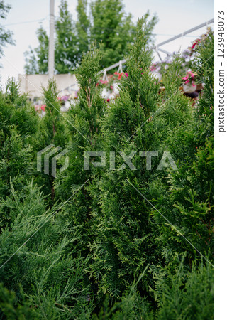 Variety of plants and flowers at flower market, selective focus on flowers. Garden center for the sale of plants. Variety of plants and flowers at flower market, selective focus on flowers. Garden center for the sale of plants. 123948073