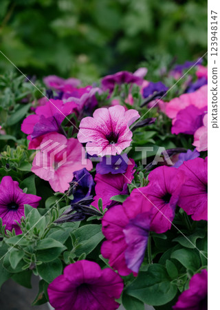 Colourful petunia flowers in vibrant pink and purple colors in decorative flower pot close up 123948147