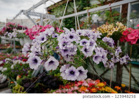 Colourful petunia flowers in vibrant pink and purple colors in decorative flower pot close up 123948258