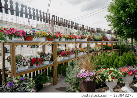 Variety of plants and flowers at flower market, selective focus on flowers. Garden center for the sale of plants. 123948273