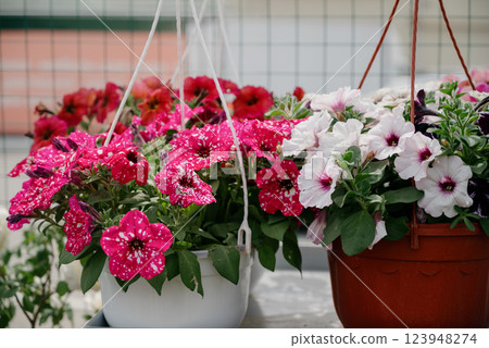 Colourful petunia flowers in vibrant pink and purple colors in decorative flower pot close up Colourful petunia flowers in vibrant pink and purple colors in decorative flower pot close up 123948274