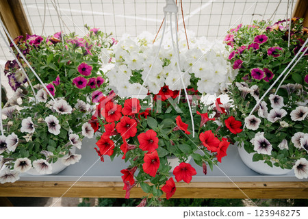 Colourful petunia flowers in vibrant pink and purple colors in decorative flower pot close up 123948275